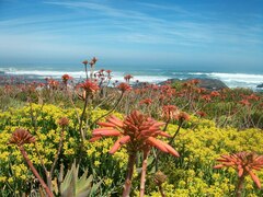 Aloe distans