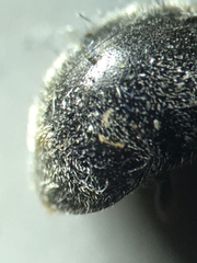 Rhyzobius forestieri