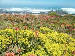 Aloe distans