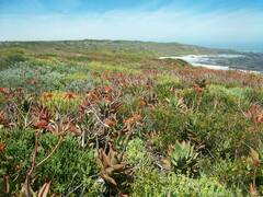 Aloe distans