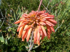 Aloe distans