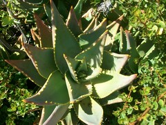 Aloe distans