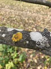 Xanthomendoza ulophyllodes