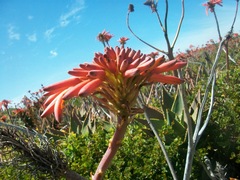 Aloe distans