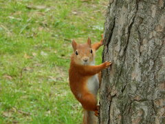Sciurus vulgaris