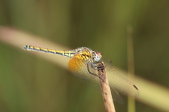 Trithemis arteriosa