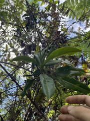 Nepenthes copelandii