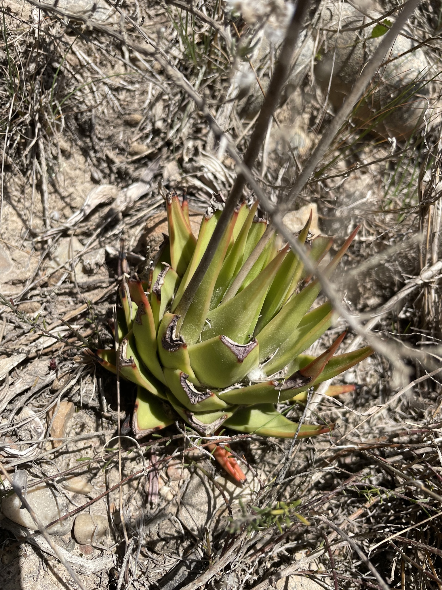 Tulista kingiana (Poelln.) Gideon F.Sm. & Molteno 2