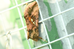 Autographa bimaculata