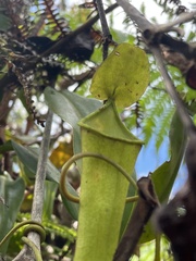 Nepenthes copelandii