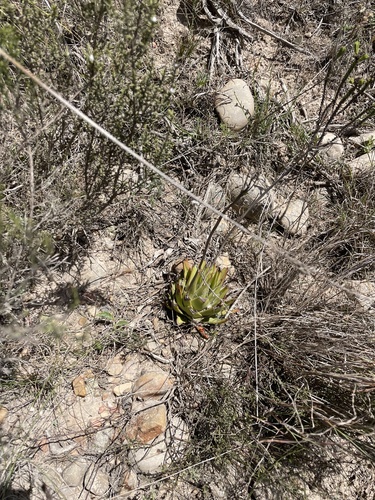 Tulista kingiana