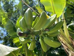 Musa × paradisiaca