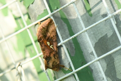 Autographa bimaculata