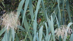 Phragmites australis