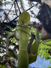 Nepenthes copelandii