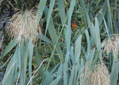 Phragmites australis