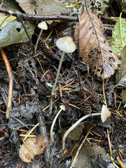 Psathyrella microrhiza