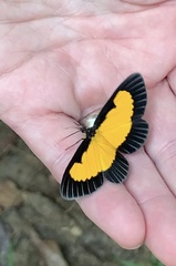 Xanthyris flaveolata