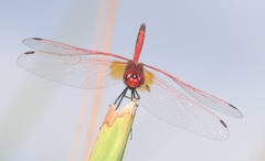 Trithemis arteriosa