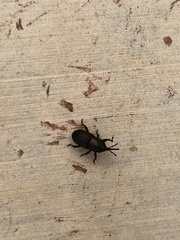 Scyphophorus acupunctatus