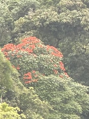 Spathodea campanulata