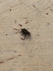 Scyphophorus acupunctatus
