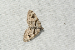 Xanthorhoe abrasaria