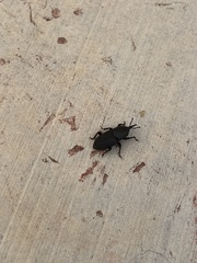 Scyphophorus acupunctatus