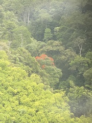 Spathodea campanulata