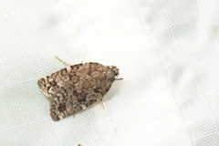 Choristoneura fumiferana