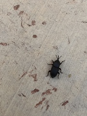 Scyphophorus acupunctatus