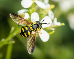 Chrysotoxum intermedium
