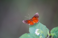 Riodinidae