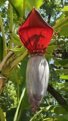 Musa × paradisiaca