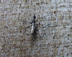 Neriidae
