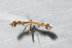 Dejongia lobidactylus