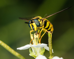 Chrysotoxum intermedium