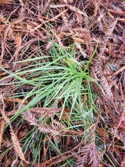 Anthoxanthum occidentale