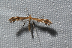 Dejongia lobidactylus