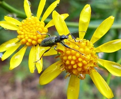 Naupactus auricinctus