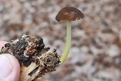 Pluteus romellii