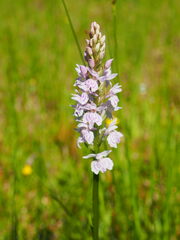 Dactylorhiza