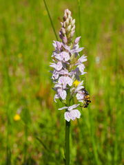 Dactylorhiza