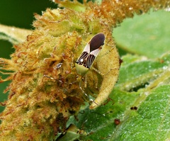 Hypselonotus interruptus