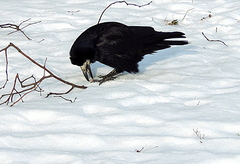 Corvus frugilegus
