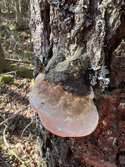 Fomitopsis mounceae