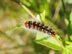 Acronicta auricoma