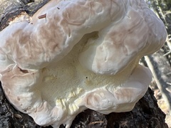 Fomitopsis mounceae