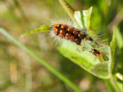 Acronicta auricoma