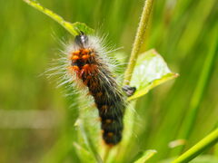 Acronicta auricoma